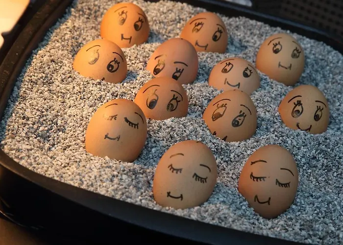 Forsthaus Gruena Betreibergesellschaft Mbh شيمنيتز